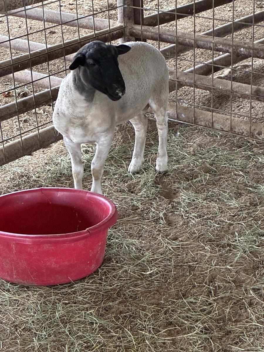 Estray Black and White Dorper Sheep Case 2025-00032781